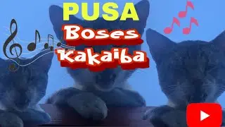 Cat with a Unique Voice