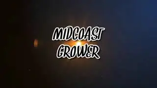 Week 2 flower dominate widdow marshydro 2x2ts600