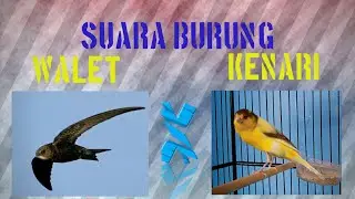 KENARI GACOR X SUARA WALET. SANGAT COCOK UNTUK MASTERAN MURAI DLL....