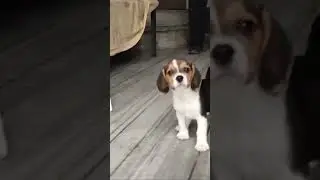 Free dog adoption 😱😱 || Best dog free give way 🐕✅ || Best dog in the world || #sho #dog ||