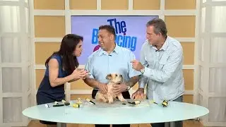 Taking The Fear Out Of Pet Grooming