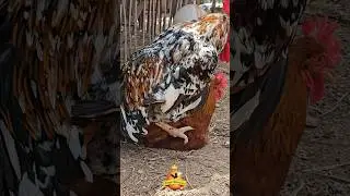 Galo Bal&atilde;o + Galinha New Hampshire  #cria&ccedil;&atilde;odegalinhas #galinhasornamentais #chicken #pollo