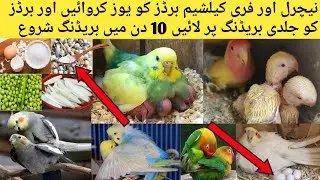 Birds Best Natural Calcium Sources l Birds Mai Calcium Ki Kami Kesy Poori Karen l Bird Breeding Tips