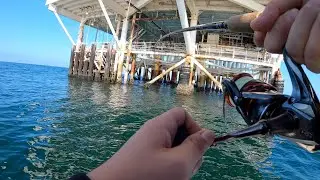 Huntington Beach / Long Beach Calico Bass And Sand Bass Fishing (4 Legals)