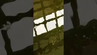 Giant aligator tortoise in backyard