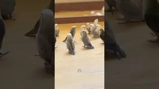 Вот как попугаи на самом деле видят людей😂#короткоевидео #мило #смешно #животные