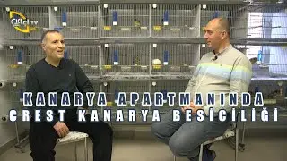 Crest Kanarya Besiciliği (Nam-ı Diğer 