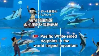 Pacific White-sided dolphin in Chimelong Spaceship Aquarium (Zhuhai, China) 長隆飛船樂園 海豚的呼喚 太平洋斑纹海豚表演