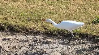 Cattle Egret is Stockier than Snowy Egret & has Yellow Beak at Solary Park! Oviedo, Florida 