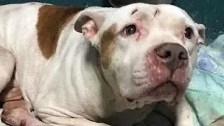 Teagan's Rescue Story @ Satchel's Last Resort