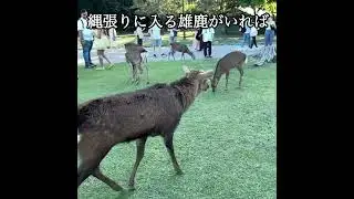 雄鹿の縄張り #deerpark #奈良公園