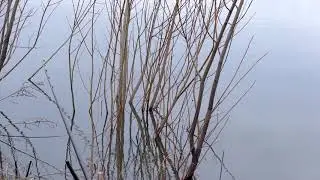 Копия видео 