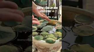 Mini Lotus Pond Cleaning 🪷 | Algae Removal + Pro Tips for Healthy Water Garden #gardening #shorts