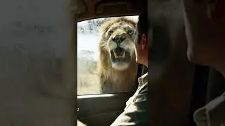 A Lion Roars Right Beside a Car Window &mdash; Heart-Stopping Safari Moment