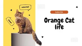 Tittle 