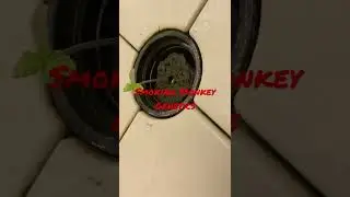 Smoking Monkey Genetics Arkansas Fly Trap Auto#vispectra#Nukeheads￼