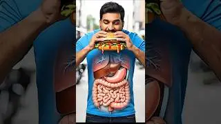 Anday Wala Burger | Long Egg Burger &ndash; What Happens Inside Your Body #3danatomy #andywalaburger