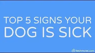 Top 5 signs your dog is sick