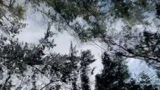The Wind Blowing Pine Trees Forest Sounds & Ambience | Relaxing Nature