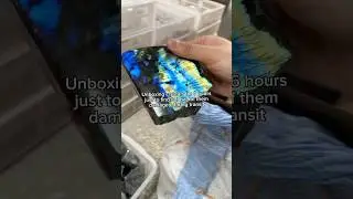 This is not a good feeling&hellip; #crystalsupplier #crystalwholesaler #labradorite