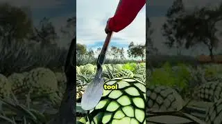 The Process from Agave to Tequila