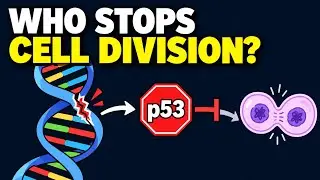 Cell cycle arrest || DNA damage