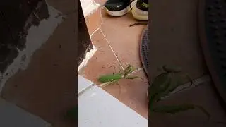 What a big mantis☠😱☠ #cyprus #kyrenia