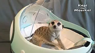 🐾 Unboxing with Kapi: a Meerkat's Backpack Carrier 🎁