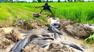 Best​ ​amazing fishing - catch a lot of fishes in the mud water at rice field