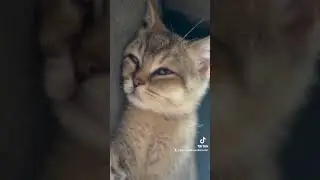 #goldenbritishshorthair is eepy. #kitten #funnycat #cutekittensvideso #sleepycat sleepy cat #eepy