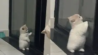Cats Just Doing What Cats Do Best 🤣Funny Cats Videos 2025 🐱 Part 8