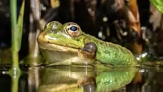Sonido de Ranas Cantando y Croando