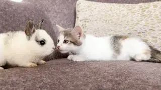 Tiny Kitten Confused by Meeting Baby Bunny