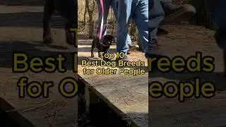 Top 10 Best Dog Breeds for Older People!