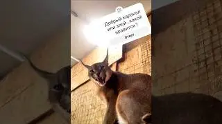 Каракал Эрос вредничает. #cat #caracal #serval #floppa #servalcats #leopard #сервал #каракал
