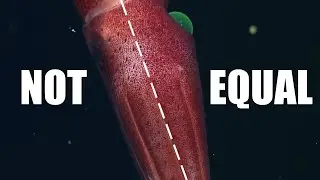 Why This Squid Has Two Different Eyes (Asymmetry in the Ocean)