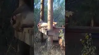 Sleepy Monkey | Yawning Macaque | Japanese Macaque Kyle | Born Free USA Primate Sanctuary #shorts