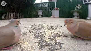 TWO MOURNING DOVES