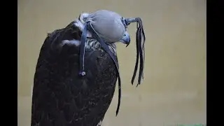 Falcon Souq, Doha, Qatar