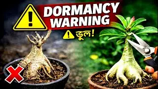 Adenium Dormancy Break কবে ও কিভাবে করবেন? | Adenium Pruning & Root Trimming Guide