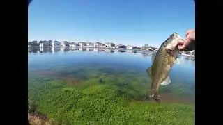 Fishing a chatterbait in crystal clear water.