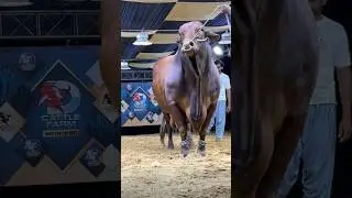 Heavy Bull ... #bull #bulls #heavybulls #animals #viral
