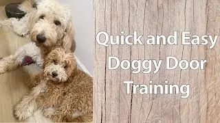 Dog Training: Teaching how to use a Doggie Door