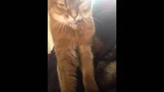 Serious Kitty Business