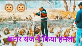 DEKHO BANAR RAJ KA ATTACK 🐵