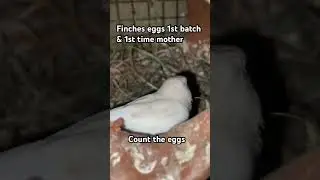 Finches birds first time laying eggs and it&rsquo;s 1st batch #breeding #brooding #handtamed #finches