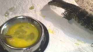 Water monitor salmon & egg feeding