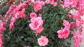 Rose Garden Madrid Spain.