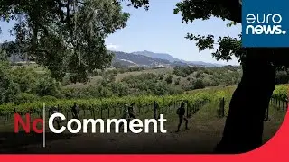 Bordeaux : le raisin blanc est d&eacute;j&agrave; m&ucirc;r !