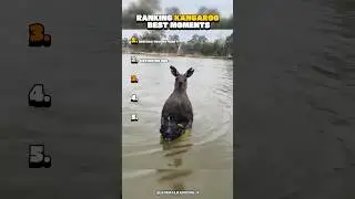 Ranking Kangaroo Best Moments